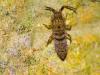 Orchesella villosa